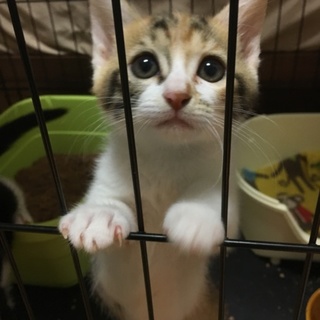 人懐こい美猫三毛ちゃん