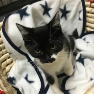 美猫黒白ちゃん