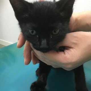 そっくり黒猫5兄妹