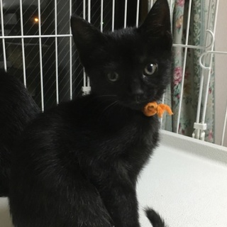 そっくり黒猫5兄妹