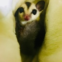 モモンガ♂一時募集停止