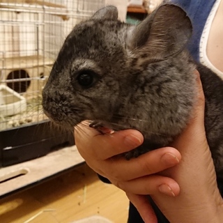 チンチラ4ヶ月女の子2匹