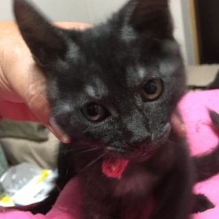 そっくり黒猫5兄妹