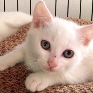 子猫達。生後1カ月位から〜