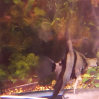 エンゼルフィッシュ 赤ちゃん