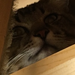 目覚ましHAL（一夜明けて）