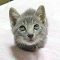 ロシアンブルーサバトラMIX生後4か月の仔猫オス♂