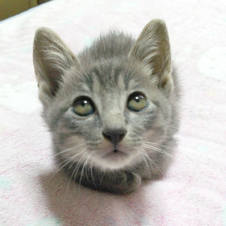 ロシアンブルーサバトラMIX生後4か月の仔猫オス♂