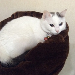 ベットの陣取り合戦