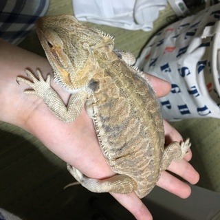 フトアゴヒゲトカゲの里親候補受付終了させて頂きます