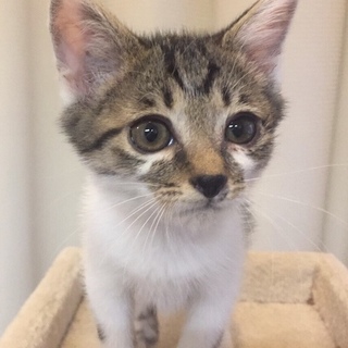 キジ白子猫ちゃん