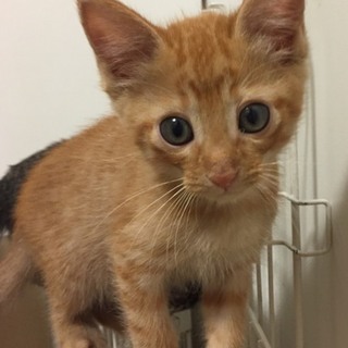 茶トラ子猫ちゃん
