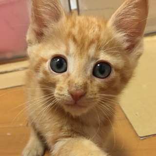 管理番号：OS−498