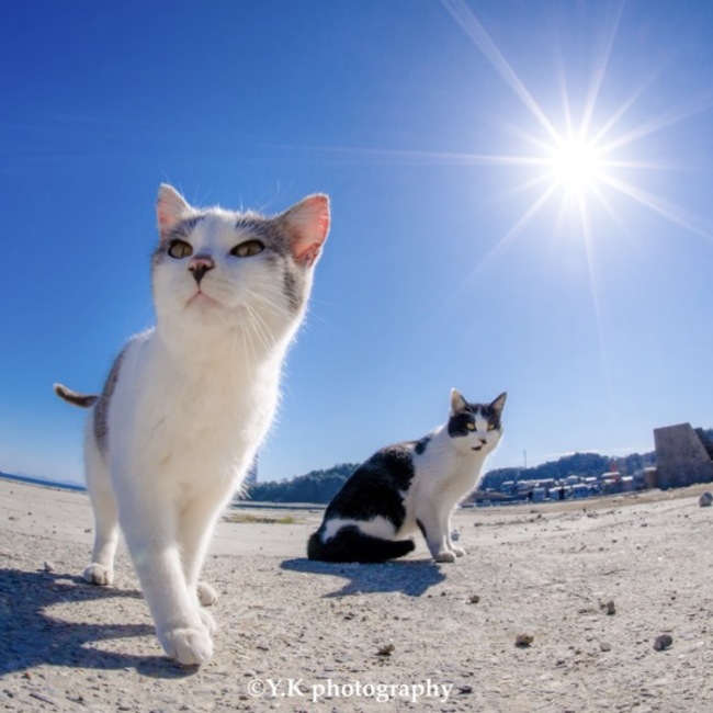 なつむのカバー写真