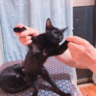 元気いっぱいおてんば娘の末っ子ちゃん