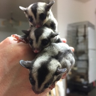 フクロモモンガ