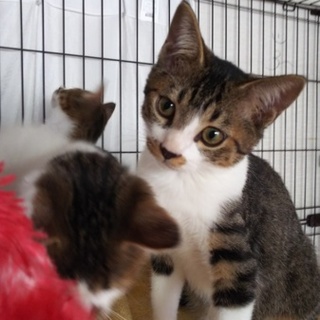 秋田県内の里親さん募集します