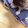 いくらの飼い主