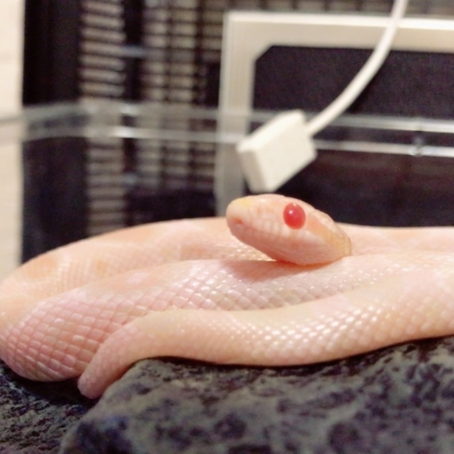いくらの飼い主のカバー写真