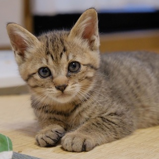 可愛いキジトラの男の子！