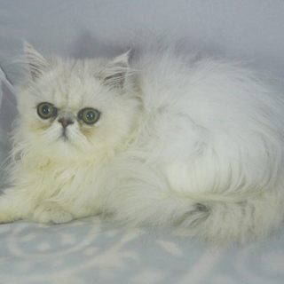 募集一時停止ペルシャ シルバー♀ホイップちゃん