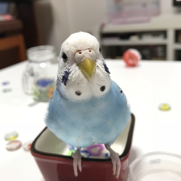 「ねえねえ、マミー。そんなにカメラ覗きこんでどうしたの？あたしの顔になんか付いてる(　˙-˙　)？」