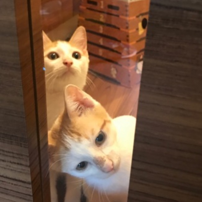 ☆きゆうのカバー写真