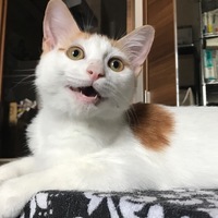 アルフォンス