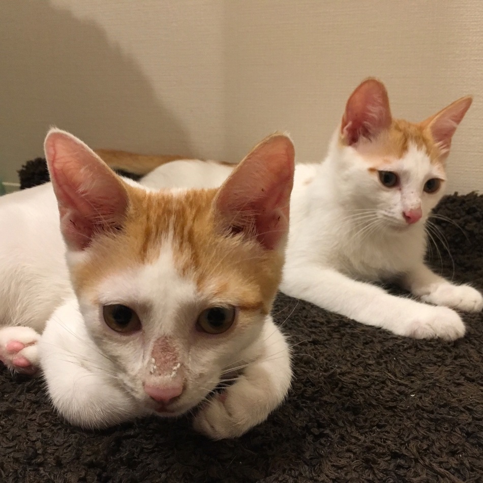 エドワードのカバー写真