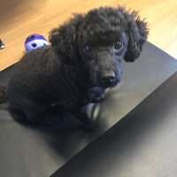 しし丸