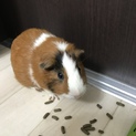 ありがとうございました。