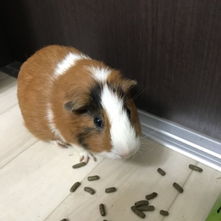 ありがとうございました。