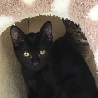 黒猫仔猫2匹里親さん募集