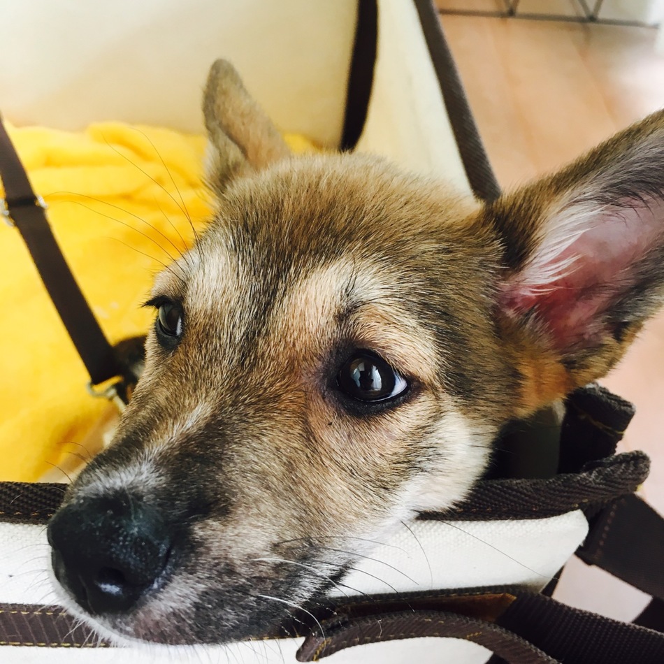 巨(なお)のカバー写真