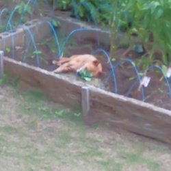 やっぱり畑がいいのね。。