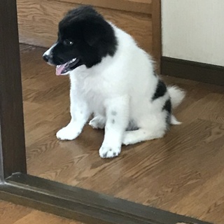 食欲旺盛な白黒わんちゃん