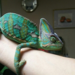 エボシカメレオン　♂3匹