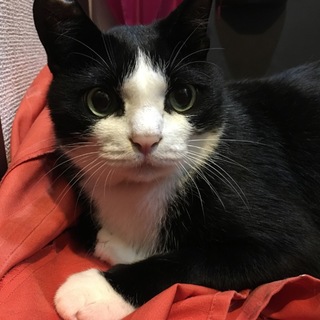 新しい飼い主さんを探しています