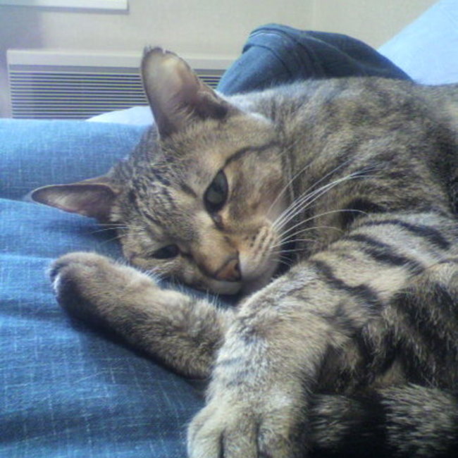 cyamのカバー写真