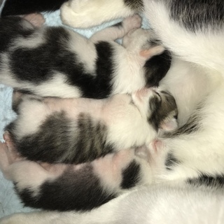 子猫が3匹うまれました！一匹は里親決定！