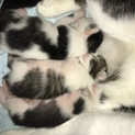 子猫が3匹うまれました！一匹は里親決定！