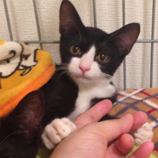 白黒バットマン兄弟（3ケ月）お兄ちゃん