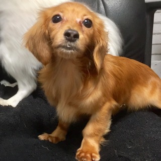 おっとり穏やかで犬との遊び好きな♡もな♀約6ヶ月