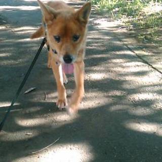 お目目とお鼻の可愛いシニアのチャー君家族募集中!!