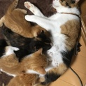 申し訳ありません只今予約済みです