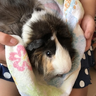 ありがとうございました