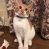 初期の首輪でパシャ！この後、猿轡事件のため首輪を変えました…笑