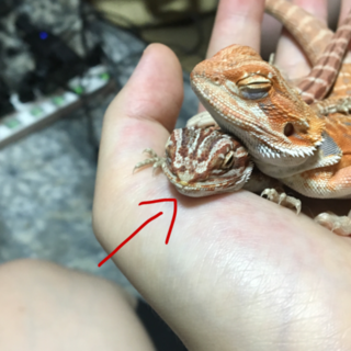 フトアゴヒゲトカゲの里親候補受付終了させて頂きます