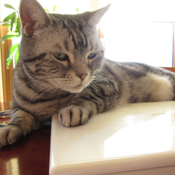 四十九日。　７回目の日曜日