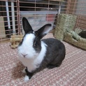 保護ウサギ・クロノちゃん